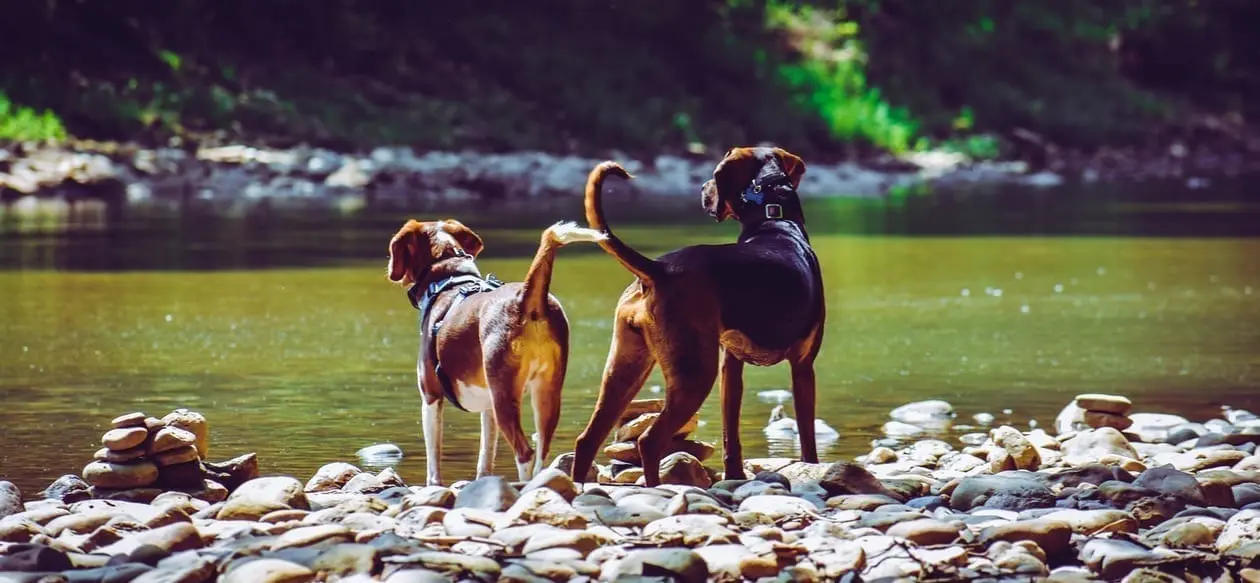 Making your dog clearance a therapy dog